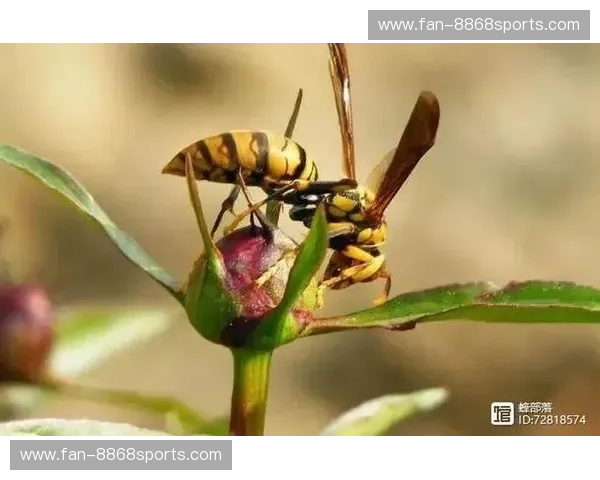 黄蜂vs热火直播：当“蜂王”遇上“火舞者”，谁将点燃这个夜晚？